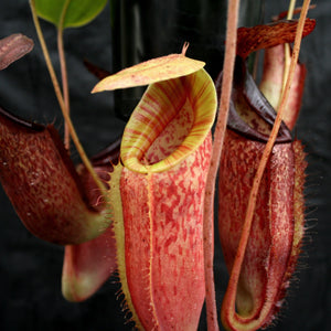 Nepenthes glandulifera x (spathulata x jacquelineae) "BE Best", CAR-0066