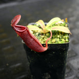 Nepenthes glandulifera x (spathulata x jacquelineae) "BE Best", CAR-0066