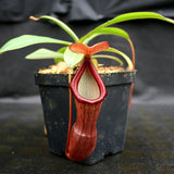 Nepenthes ventricosa x (izumiae x ramispina), CAR-0139