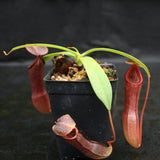 Nepenthes ventricosa x (izumiae x remispina), CAR-0139, pitcher plant, carnivorous plant, collectors plant, large pitchers, rare plants 