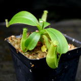 Nepenthes truncata (d) x edwardsiana, CAR-0218