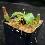 Nepenthes truncata (d) x edwardsiana, CAR-0218