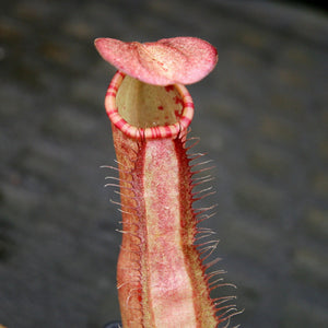 Nepenthes sumatrana