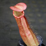 Nepenthes sumatrana