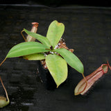 Nepenthes sumatrana