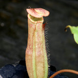 Nepenthes sumatrana