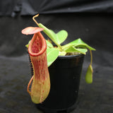 Nepenthes ventricosa "Denver" x truncata, CAR-0145