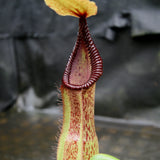 Nepenthes hamata Tambusisi x truncata (c), CAR-0120