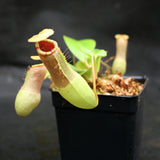 Nepenthes ventricosa "Denver" x truncata, CAR-0145