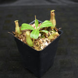 Nepenthes "Denver" x truncata, CAR-0145,, pitcher plant, carnivorous plant, collectors plant, large pitchers, rare plants 