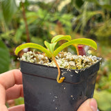 [A524] Nepenthes lowii x Trusmadiensis (G. Trusmadi, Borneo)