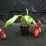 Nepenthes ventricosa [Madja-as x (BE x AG3)], CAR-0101, pitcher plant, carnivorous plant, collectors plant, large pitchers, rare plants