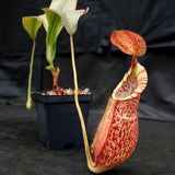 Nepenthes spathulata x spectabilis, BE-3314