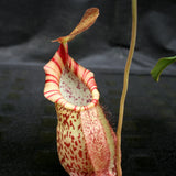 Nepenthes spathulata x spectabilis, BE-3314