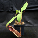 Nepenthes spathulata x spectabilis, BE-3314