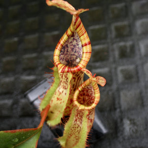 Nepenthes smilesii x platychila, CAR-0115