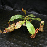 Nepenthes smilesii x platychila, CAR-0115