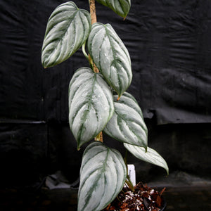 Philodendron brandtianum