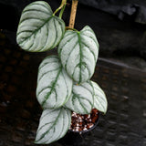 Philodendron brandtianum