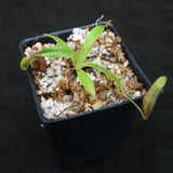 Nepenthes singalana Belirang, BE-3170, pitcher plant, carnivorous plant, collectors plant, large pitchers, rare plants