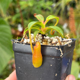 [A534] Nepenthes edwardsiana (Tambuyukon) Clone: 03