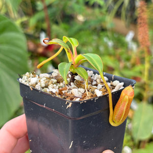 [A534] Nepenthes edwardsiana (Tambuyukon) Clone: 03