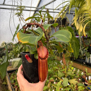 [A536] Nepenthes adrianii x [lowii x (northiana x veitchii)], CAR-0002 (XL)