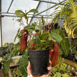 [A536] Nepenthes adrianii x [lowii x (northiana x veitchii)], CAR-0002 (XL)