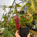 [A536] Nepenthes adrianii x [lowii x (northiana x veitchii)], CAR-0002 (XL)