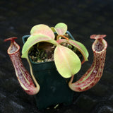 Nepenthes [(lowii x veitchii) x boschiana]-yellow x platychila, CAR-0084