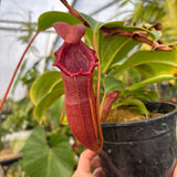 [A536] Nepenthes adrianii x [lowii x (northiana x veitchii)], CAR-0002 (XL)