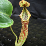 Nepenthes [(lowii x veitchii) x boschiana]-yellow x platychila, CAR-0084