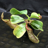 Nepenthes [(lowii x veitchii) x boschiana]-yellow x platychila, CAR-0084