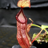 Nepenthes singalana Belirang x (singalana x diabolica), CAR-0111