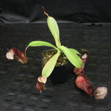 Nepenthes singalana Belirang x (singalana x diabolica), CAR-0111