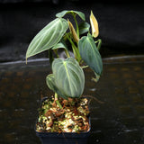 Philodendron melanochrysum