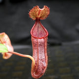 Nepenthes singalana Belirang x (singalana x diabolica), CAR-0111