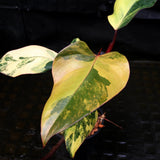 Philodendron Strawberry Shake - Exact Plant