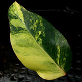 Philodendron Strawberry Shake - Exact Plant