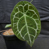 Anthurium forgetii (silver)