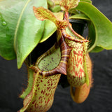 Nepenthes veitchii "Big Mama" x platychila "white", CAR-0031