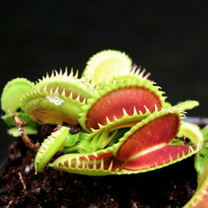 Venus Flytrap "Dente" (Dionaea muscipula) Wholesale