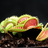 Venus Flytrap "Dente" (Dionaea muscipula) Wholesale