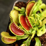 Venus Flytrap "Dente" (Dionaea muscipula) Wholesale