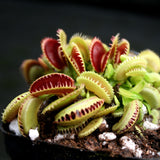 Venus Flytrap "Dente" (Dionaea muscipula) Wholesale