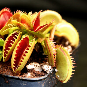 Venus Flytrap "Dente" (Dionaea muscipula)