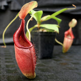 Nepenthes ovata