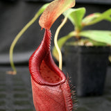 Nepenthes ovata