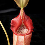 Nepenthes ovata