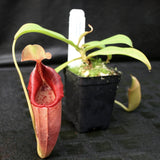 Nepenthes ovata